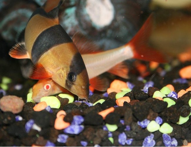 freshwater fish - epalzeorhynchos frenatus - albino rainbow shark stocking in 40 gallons tank - Clown Loach and Red Tailed Shark freshwater fish - epalzeorhynchos frenatus - albino rainbow shark stocking in 40 gallons tank - Clown Loach and Red Tailed Shark