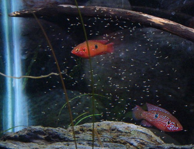freshwater fish - hemichromis bimaculatus - jewel cichlid stocking in 125 gallons tank - Jewel Cichlid parents with there fry freshwater fish - hemichromis bimaculatus - jewel cichlid stocking in 125 gallons tank - Jewel Cichlid parents with there fry