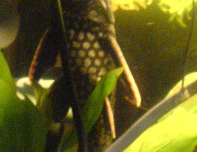 freshwater fish - hypostomus plecostomus - common pleco stocking in 200 gallons tank - my common pleco freshwater fish - hypostomus plecostomus - common pleco stocking in 200 gallons tank - my common pleco