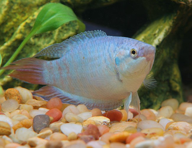 freshwater fish - macropodus opercularis - blue paradise stocking in 45 gallons tank - paradised gourami freshwater fish - macropodus opercularis - blue paradise stocking in 45 gallons tank - paradised gourami