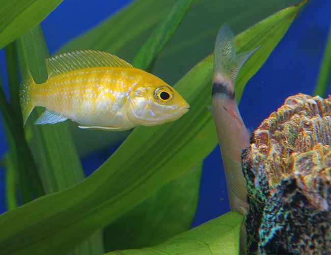 freshwater fish - botia morleti - skunk botia loach stocking in 45 gallons tank - african cichlid chasing a skunk loach freshwater fish - botia morleti - skunk botia loach stocking in 45 gallons tank - african cichlid chasing a skunk loach
