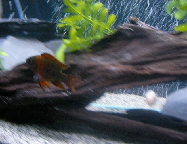 freshwater fish - aulonocara rubescens - ruby red peacock stocking in 55 gallons tank - Red Peacock named "Disco" (sorry a little blurry) freshwater fish - aulonocara rubescens - ruby red peacock stocking in 55 gallons tank - Red Peacock named "Disco" (sorry a little blurry)