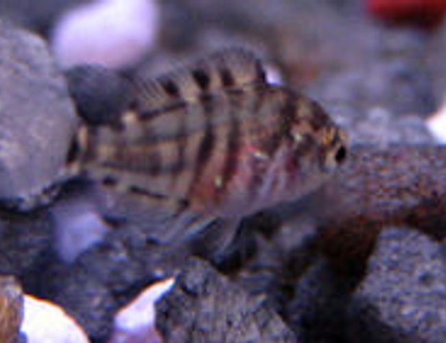 freshwater fish - archocentrus nigrofasciatus - black convict cichlid stocking in 10 gallons tank - Convict Cichlid Fry - One month old freshwater fish - archocentrus nigrofasciatus - black convict cichlid stocking in 10 gallons tank - Convict Cichlid Fry - One month old