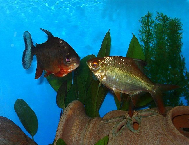 freshwater fish - piaractus brachypomum - red belly pacu stocking in 75 gallons tank - RED BELLY PACU & TINFOIL BARB freshwater fish - piaractus brachypomum - red belly pacu stocking in 75 gallons tank - RED BELLY PACU & TINFOIL BARB