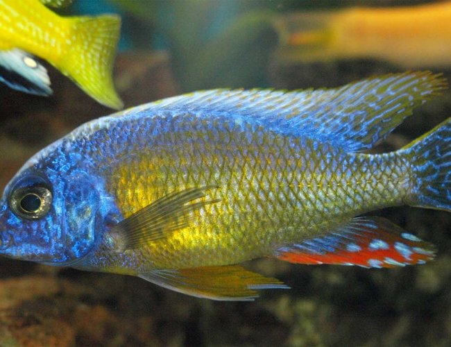 freshwater fish - protomelas fenestratus - fenestratus stocking in 90 gallons tank - My Protomelas Finestratus (Taiwan Reef) freshwater fish - protomelas fenestratus - fenestratus stocking in 90 gallons tank - My Protomelas Finestratus (Taiwan Reef)