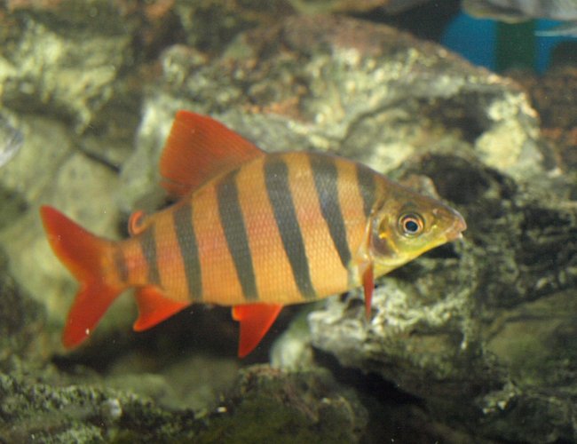 freshwater fish - distichodus sexfasciatus - sixbar distichodus stocking in 90 gallons tank - Distichodus sexfasciatus freshwater fish - distichodus sexfasciatus - sixbar distichodus stocking in 90 gallons tank - Distichodus sexfasciatus