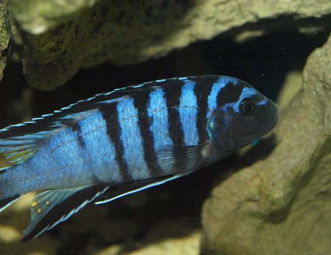 freshwater fish - cynotilapia afra - afra cichlid stocking in 90 gallons tank - Cynotilapia afra freshwater fish - cynotilapia afra - afra cichlid stocking in 90 gallons tank - Cynotilapia afra