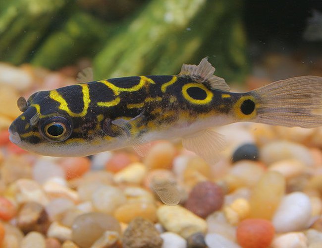 freshwater fish - tetraodon biocellatus - figure 8 pufferfish stocking in 45 gallons tank - here's a picture of my new figure eight puffer... freshwater fish - tetraodon biocellatus - figure 8 pufferfish stocking in 45 gallons tank - here's a picture of my new figure eight puffer...