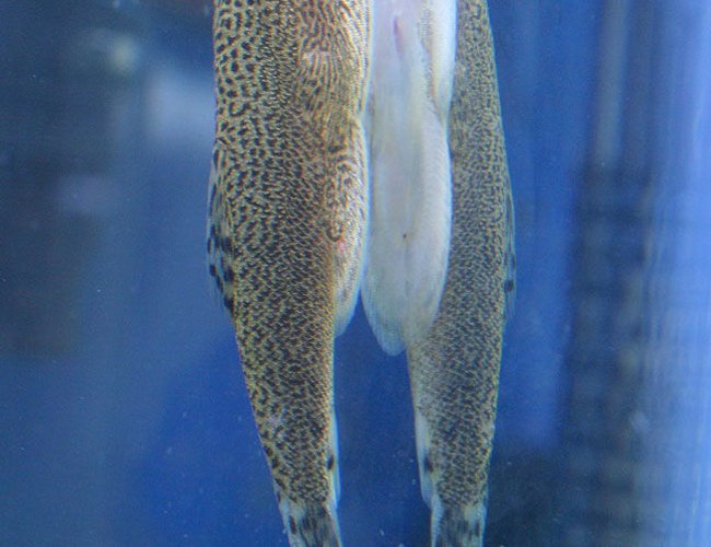 freshwater fish - beaufortia kweichowensis - hillstream loach stocking in 45 gallons tank - Hillstream Loach from the top-side... freshwater fish - beaufortia kweichowensis - hillstream loach stocking in 45 gallons tank - Hillstream Loach from the top-side...