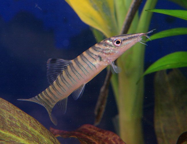 freshwater fish - botia hymenophysa - tiger botia loach stocking in 45 gallons tank - Tiger Loach freshwater fish - botia hymenophysa - tiger botia loach stocking in 45 gallons tank - Tiger Loach