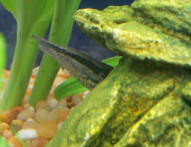 freshwater fish - mastacembelus armatus - tire track eel stocking in 45 gallons tank - Tiretrack Eel in his new hiding place... freshwater fish - mastacembelus armatus - tire track eel stocking in 45 gallons tank - Tiretrack Eel in his new hiding place...
