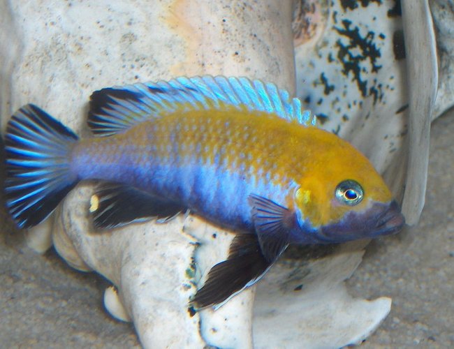 freshwater fish - cynotilapia afra - afra cichlid stocking in 125 gallons tank - afra cobue freshwater fish - cynotilapia afra - afra cichlid stocking in 125 gallons tank - afra cobue