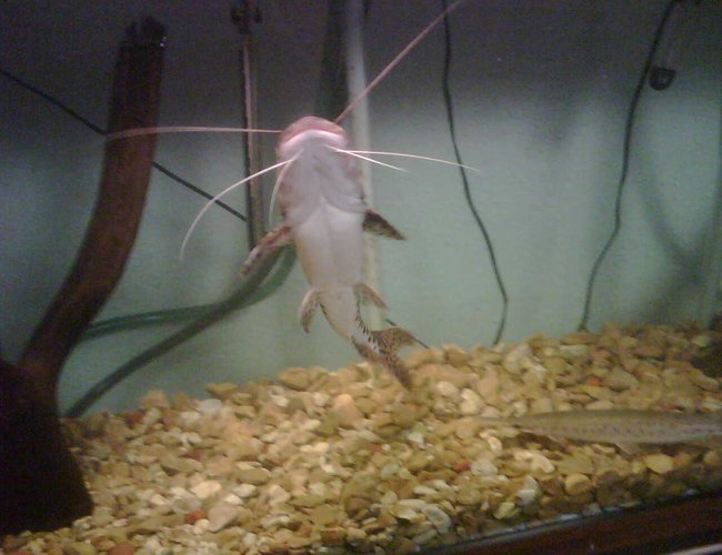 freshwater fish - pseudoplatystoma fasciatum - tiger shovelnose cat stocking in 150 gallons tank - shovel nose cat at 19 1/2 inches long freshwater fish - pseudoplatystoma fasciatum - tiger shovelnose cat stocking in 150 gallons tank - shovel nose cat at 19 1/2 inches long