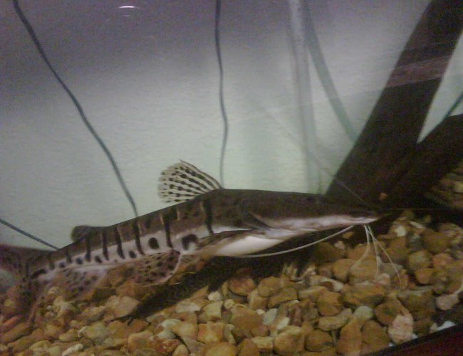 freshwater fish - pseudoplatystoma fasciatum - tiger shovelnose cat stocking in 150 gallons tank - shovel nose cat freshwater fish - pseudoplatystoma fasciatum - tiger shovelnose cat stocking in 150 gallons tank - shovel nose cat