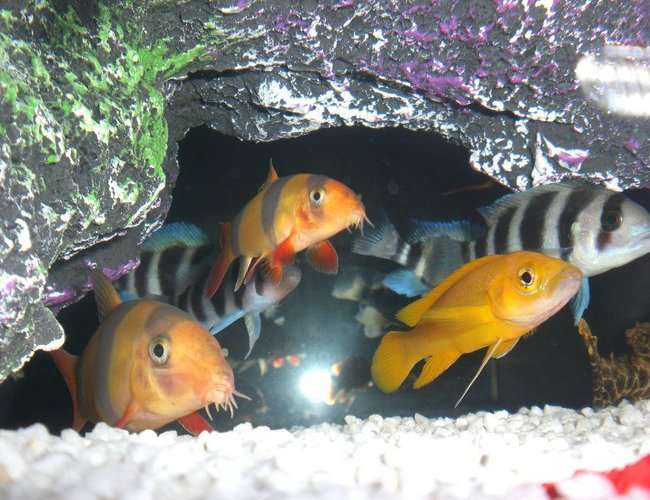 freshwater fish - botia macracantha - clown loach stocking in 23 gallons tank - Orange Leleupi & Clown Loach freshwater fish - botia macracantha - clown loach stocking in 23 gallons tank - Orange Leleupi & Clown Loach