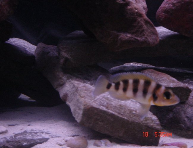 freshwater fish - neolamprologus sexfasciatus - gold sexfasciatus cichlid stocking in 125 gallons tank - Gold Sexfasciatus Cichlid freshwater fish - neolamprologus sexfasciatus - gold sexfasciatus cichlid stocking in 125 gallons tank - Gold Sexfasciatus Cichlid