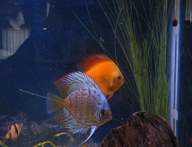 freshwater fish - symphysodon sp. - yellow marlboro discus stocking in 38 gallons tank - Discus
My 38 Gallon Aquarium, 3 Discus, 6 Tiger Barbs, 3 Chinese Algae Eaters, one Gold Nugget Pleco, and a Gold Chinese Algae Eater. I'm using a Marineland C-Series Multi Stage Canister Filter C-220, the best fiter out there. I personaly think this filter is better then the Eheim, because it allows no bypass, it forces the water through the filter media trays and not around them, all the other canisters allow 40% to 60%. freshwater fish - symphysodon sp. - yellow marlboro discus stocking in 38 gallons tank - Discus
My 38 Gallon Aquarium, 3 Discus, 6 Tiger Barbs, 3 Chinese Algae Eaters, one Gold Nugget Pleco, and a Gold Chinese Algae Eater. I'm using a Marineland C-Series Multi Stage Canister Filter C-220, the best fiter out there. I personaly think this filter is better then the Eheim, because it allows no bypass, it forces the water through the filter media trays and not around them, all the other canisters allow 40% to 60%.