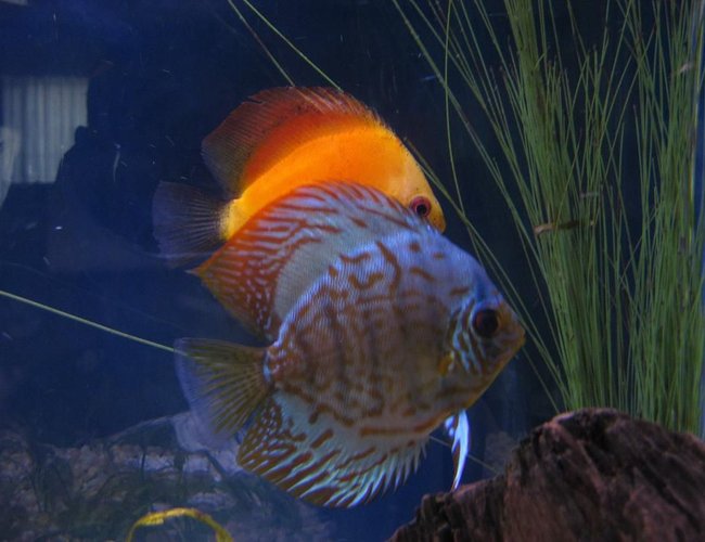 freshwater fish - symphysodon sp. - yellow marlboro discus stocking in 38 gallons tank - Discus
My 38 Gallon Aquarium, 3 Discus, 6 Tiger Barbs, 3 Chinese Algae Eaters, one Gold Nugget Pleco, and a Gold Chinese Algae Eater. I'm using a Marineland C-Series Multi Stage Canister Filter C-220, the best fiter out there. I personaly think this filter is better then the Eheim, because it allows no bypass, it forces the water through the filter media trays and not around them, all the other canisters allow 40% to 60%. freshwater fish - symphysodon sp. - yellow marlboro discus stocking in 38 gallons tank - Discus
My 38 Gallon Aquarium, 3 Discus, 6 Tiger Barbs, 3 Chinese Algae Eaters, one Gold Nugget Pleco, and a Gold Chinese Algae Eater. I'm using a Marineland C-Series Multi Stage Canister Filter C-220, the best fiter out there. I personaly think this filter is better then the Eheim, because it allows no bypass, it forces the water through the filter media trays and not around them, all the other canisters allow 40% to 60%.