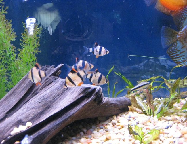 freshwater fish - puntius tetrazona - tiger barb stocking in 38 gallons tank - Tiger Barbs
My 38 Gallon Aquarium, 3 Discus, 6 Tiger Barbs, 3 Chinese Algae Eaters, one Gold Nugget Pleco, and a Gold Chinese Algae Eater. I'm using a Marineland C-Series Multi Stage Canister Filter C-220, the best fiter out there. I personaly think this filter is better then the Eheim, because it allows no bypass, it forces the water through the filter media trays and not around them, all the other canisters allow 40% to 60%. freshwater fish - puntius tetrazona - tiger barb stocking in 38 gallons tank - Tiger Barbs
My 38 Gallon Aquarium, 3 Discus, 6 Tiger Barbs, 3 Chinese Algae Eaters, one Gold Nugget Pleco, and a Gold Chinese Algae Eater. I'm using a Marineland C-Series Multi Stage Canister Filter C-220, the best fiter out there. I personaly think this filter is better then the Eheim, because it allows no bypass, it forces the water through the filter media trays and not around them, all the other canisters allow 40% to 60%.