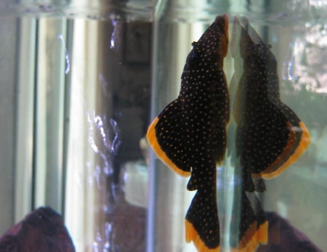 freshwater fish - baryancistrus sp. - gold nugget pleco (l-18) stocking in 38 gallons tank - Golden Nugget Pleco
My 38 Gallon Aquarium, 3 Discus, 6 Tiger Barbs, 3 Chinese Algae Eaters, one Gold Nugget Pleco, and a Gold Chinese Algae Eater. I'm using a Marineland C-Series Multi Stage Canister Filter C-220, the best fiter out there. I personaly think this filter is better then the Eheim, because it allows no bypass, it forces the water through the filter media trays and not around them, all the other canisters allow 40% to 60%. freshwater fish - baryancistrus sp. - gold nugget pleco (l-18) stocking in 38 gallons tank - Golden Nugget Pleco
My 38 Gallon Aquarium, 3 Discus, 6 Tiger Barbs, 3 Chinese Algae Eaters, one Gold Nugget Pleco, and a Gold Chinese Algae Eater. I'm using a Marineland C-Series Multi Stage Canister Filter C-220, the best fiter out there. I personaly think this filter is better then the Eheim, because it allows no bypass, it forces the water through the filter media trays and not around them, all the other canisters allow 40% to 60%.