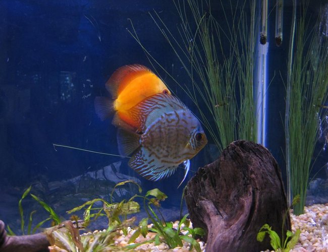 freshwater fish - symphysodon sp. - yellow marlboro discus stocking in 38 gallons tank - Discus
My 38 Gallon Aquarium, 3 Discus, 6 Tiger Barbs, 3 Chinese Algae Eaters, one Gold Nugget Pleco, and a Gold Chinese Algae Eater. I'm using a Marineland C-Series Multi Stage Canister Filter C-220, the best fiter out there. I personaly think this filter is better then the Eheim, because it allows no bypass, it forces the water through the filter media trays and not around them, all the other canisters allow 40% to 60%. freshwater fish - symphysodon sp. - yellow marlboro discus stocking in 38 gallons tank - Discus
My 38 Gallon Aquarium, 3 Discus, 6 Tiger Barbs, 3 Chinese Algae Eaters, one Gold Nugget Pleco, and a Gold Chinese Algae Eater. I'm using a Marineland C-Series Multi Stage Canister Filter C-220, the best fiter out there. I personaly think this filter is better then the Eheim, because it allows no bypass, it forces the water through the filter media trays and not around them, all the other canisters allow 40% to 60%.