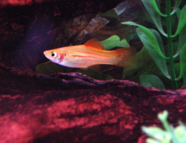 freshwater fish - xiphophorus helleri - marigold mickey mouse swordtail stocking in 29 gallons tank - One of my Female Swordtails swimming through some driftwood. freshwater fish - xiphophorus helleri - marigold mickey mouse swordtail stocking in 29 gallons tank - One of my Female Swordtails swimming through some driftwood.