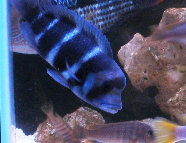 freshwater fish - cyphotilapia frontosa - frontosa cichlid stocking in 55 gallons tank - frontosa freshwater fish - cyphotilapia frontosa - frontosa cichlid stocking in 55 gallons tank - frontosa