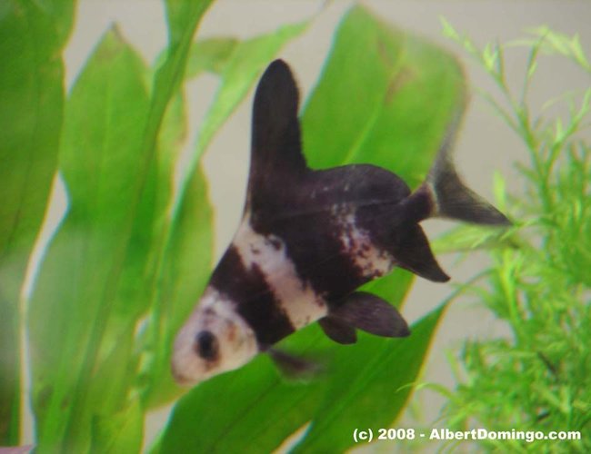 freshwater fish - myxocyprinus asiaticus - chinese hi fin banded shark stocking in 100 gallons tank - Chinese banded shark freshwater fish - myxocyprinus asiaticus - chinese hi fin banded shark stocking in 100 gallons tank - Chinese banded shark