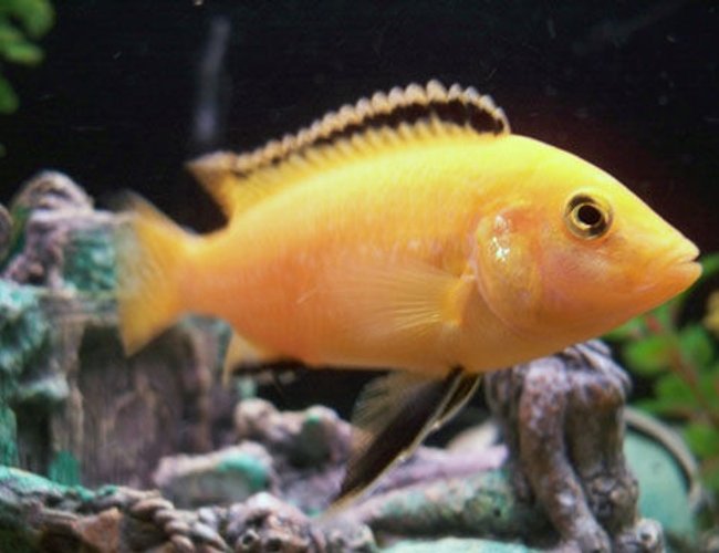 freshwater fish - labidochromis caeruleus - electric yellow cichlid stocking in 50 gallons tank - male yellow cichlid freshwater fish - labidochromis caeruleus - electric yellow cichlid stocking in 50 gallons tank - male yellow cichlid