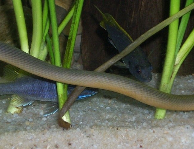freshwater fish - erpetoichthys calabaricus - rope fish stocking in 120 gallons tank - Erpetoichthys calabaricus freshwater fish - erpetoichthys calabaricus - rope fish stocking in 120 gallons tank - Erpetoichthys calabaricus
