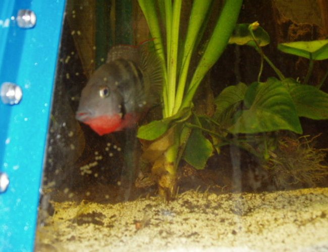 freshwater fish - thorichthys meeki - firemouth cichlid stocking in 230 gallons tank - (Thorichthys meeki) father defending eggs freshwater fish - thorichthys meeki - firemouth cichlid stocking in 230 gallons tank - (Thorichthys meeki) father defending eggs