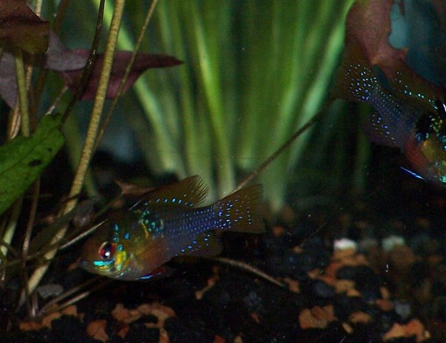 freshwater fish - papiliochromis ramirezi - german blue ram stocking in 75 gallons tank - ricky and lucy freshwater fish - papiliochromis ramirezi - german blue ram stocking in 75 gallons tank - ricky and lucy