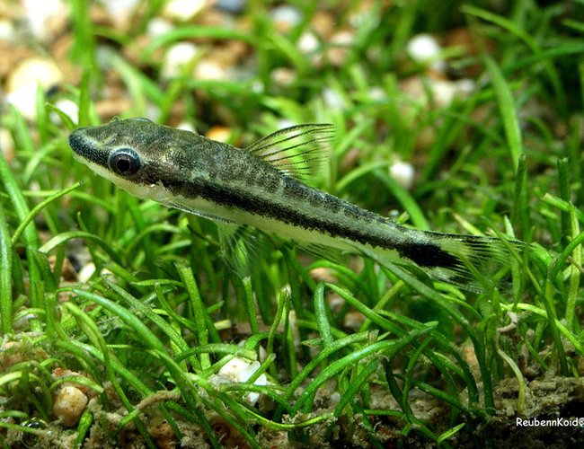freshwater fish - crossocheilus siamensis - siamese algae eater stocking in 6 gallons tank - Algae Lover freshwater fish - crossocheilus siamensis - siamese algae eater stocking in 6 gallons tank - Algae Lover