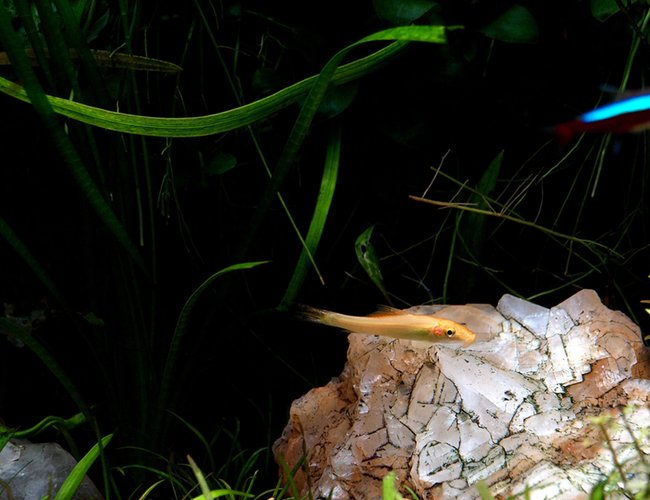 freshwater fish - gyrinocheilos aymonieri - gold algae eater stocking in 6 gallons tank - Algae Lover freshwater fish - gyrinocheilos aymonieri - gold algae eater stocking in 6 gallons tank - Algae Lover