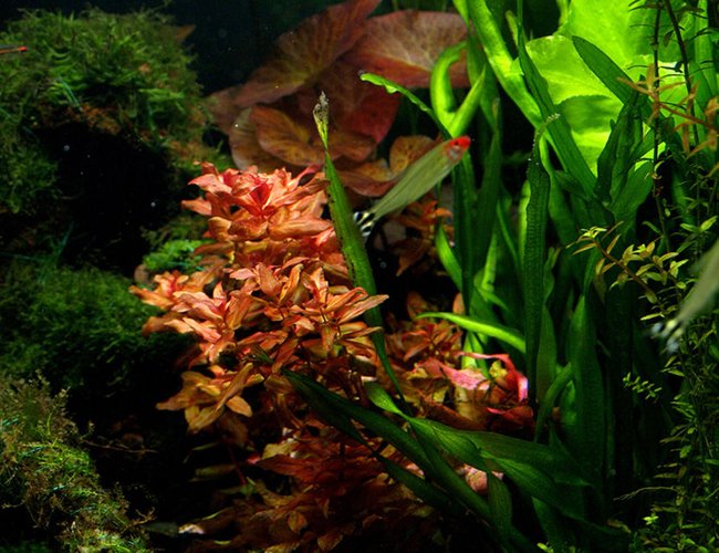 freshwater fish - hemigrammus bleheri - true rummynose tetra stocking in 6 gallons tank - Two Pole freshwater fish - hemigrammus bleheri - true rummynose tetra stocking in 6 gallons tank - Two Pole