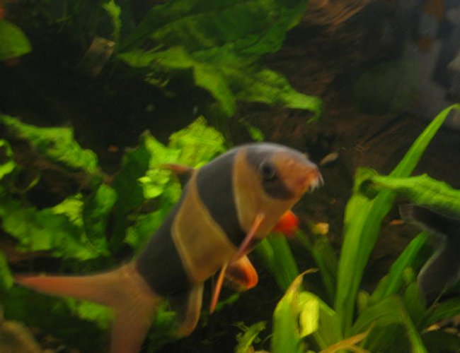 freshwater fish - botia macracantha - clown loach stocking in 55 gallons tank - clown loach freshwater fish - botia macracantha - clown loach stocking in 55 gallons tank - clown loach