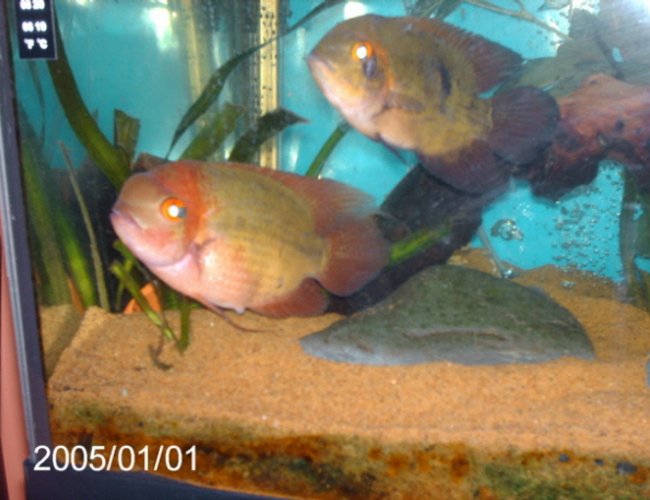 freshwater fish - hypselecara temporalis - chocolate cichlid stocking in 200 gallons tank - male and female chocolate cichlids freshwater fish - hypselecara temporalis - chocolate cichlid stocking in 200 gallons tank - male and female chocolate cichlids