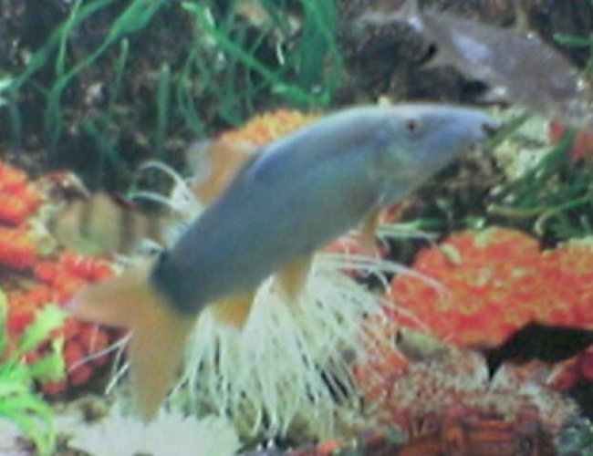 freshwater fish - botia modesta - redtail botia loach stocking in 35 gallons tank - botia loach.... freshwater fish - botia modesta - redtail botia loach stocking in 35 gallons tank - botia loach....