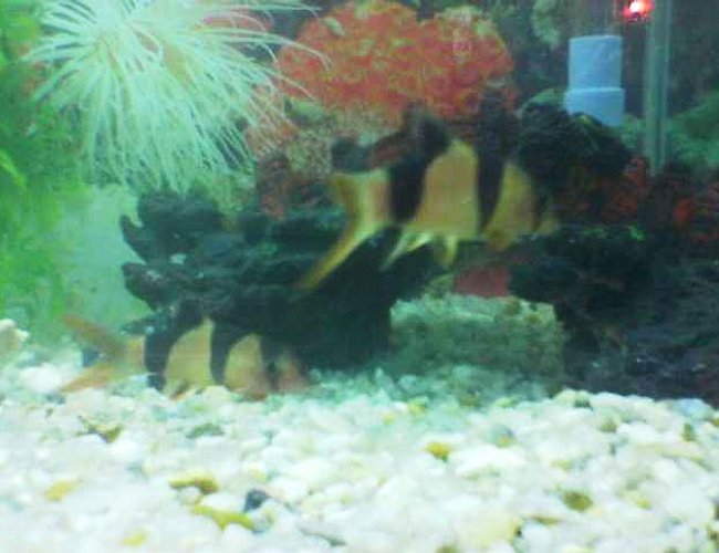 freshwater fish - botia hymenophysa - tiger botia loach stocking in 35 gallons tank - tiger loach freshwater fish - botia hymenophysa - tiger botia loach stocking in 35 gallons tank - tiger loach