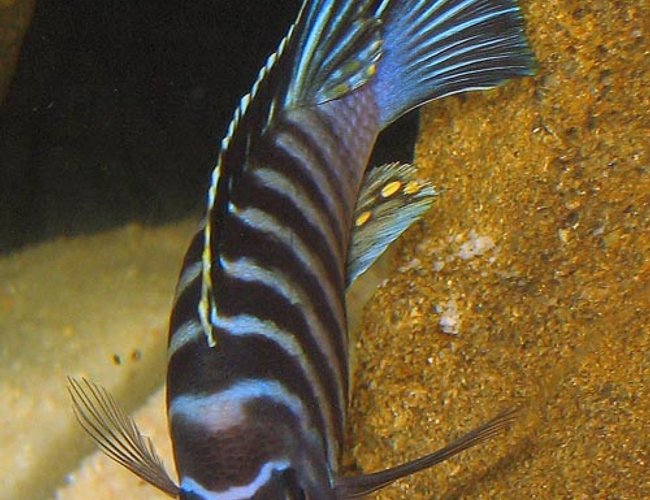 freshwater fish - cynotilapia afra lumbila - afra lumbila stocking in 55 gallons tank - Dominant male Lumbila afra freshwater fish - cynotilapia afra lumbila - afra lumbila stocking in 55 gallons tank - Dominant male Lumbila afra