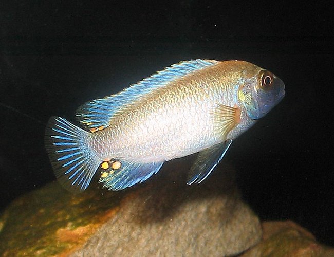 freshwater fish - pseudotropheus polit - polit cichlid stocking in 55 gallons tank - Dominant male Polit, still juvenile and just starting to colour up. freshwater fish - pseudotropheus polit - polit cichlid stocking in 55 gallons tank - Dominant male Polit, still juvenile and just starting to colour up.