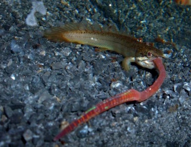 freshwater fish - polypterus senegalus - cuvier bichir stocking in 80 gallons tank - Bichir's Snack Break freshwater fish - polypterus senegalus - cuvier bichir stocking in 80 gallons tank - Bichir's Snack Break