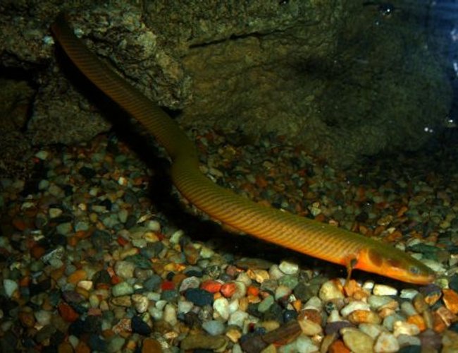 freshwater fish - erpetoichthys calabaricus - reed fish stocking in 80 gallons tank - Reed Fish / Rope Fish freshwater fish - erpetoichthys calabaricus - reed fish stocking in 80 gallons tank - Reed Fish / Rope Fish