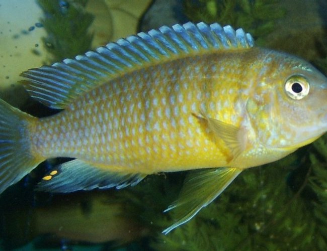freshwater fish - labidochromis caeruleus - electric yellow cichlid stocking in 120 gallons tank - unknown freshwater fish - labidochromis caeruleus - electric yellow cichlid stocking in 120 gallons tank - unknown