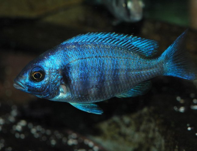 freshwater fish - placidochromis phenochilus - malawi cichlid stocking in 75 gallons tank - Placidochromis phenochilus juvie taken with Nikon D70 with Phoenix 100 mm macro and White Lightning studio strobe. freshwater fish - placidochromis phenochilus - malawi cichlid stocking in 75 gallons tank - Placidochromis phenochilus juvie taken with Nikon D70 with Phoenix 100 mm macro and White Lightning studio strobe.