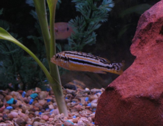 freshwater fish - melanochromis auratus - auratus cichlid stocking in 30 gallons tank - electric yellow femal chiclid freshwater fish - melanochromis auratus - auratus cichlid stocking in 30 gallons tank - electric yellow femal chiclid