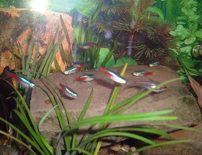 freshwater fish - paracheirodon innesi - neon tetra stocking in 100 gallons tank - Neon Tetras freshwater fish - paracheirodon innesi - neon tetra stocking in 100 gallons tank - Neon Tetras
