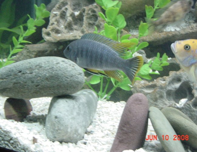 freshwater fish - tropheus duboisi - tropheus cichlid stocking in 75 gallons tank - Tropheus - Hardest Fish to Photograph in The World!! freshwater fish - tropheus duboisi - tropheus cichlid stocking in 75 gallons tank - Tropheus - Hardest Fish to Photograph in The World!!