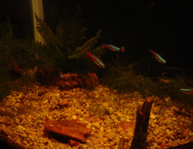 freshwater fish - paracheirodon axelrodi - cardinal tetra stocking in 50 gallons tank - The neon tetras freshwater fish - paracheirodon axelrodi - cardinal tetra stocking in 50 gallons tank - The neon tetras