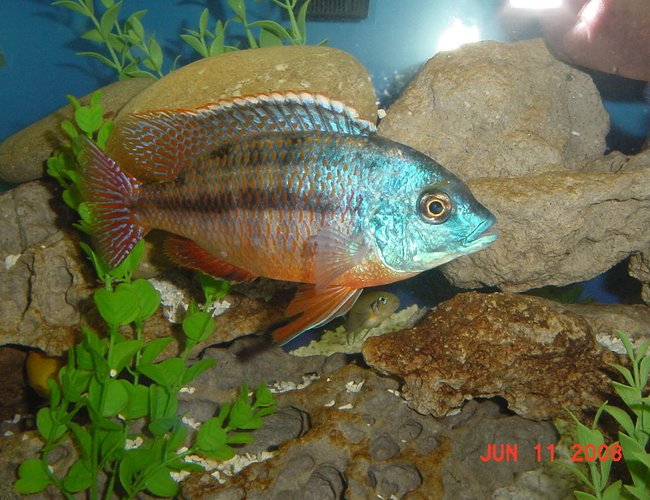 freshwater fish - protomelas taeniolatus - red empress stocking in 75 gallons tank - Red Empress 2 Hours in New Tank (Male) freshwater fish - protomelas taeniolatus - red empress stocking in 75 gallons tank - Red Empress 2 Hours in New Tank (Male)